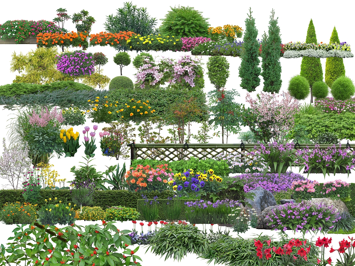 会员资料_常用园林植物_免抠素材psd